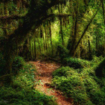 Parque Tantauco: explorando los senderos salvajes de Chiloé