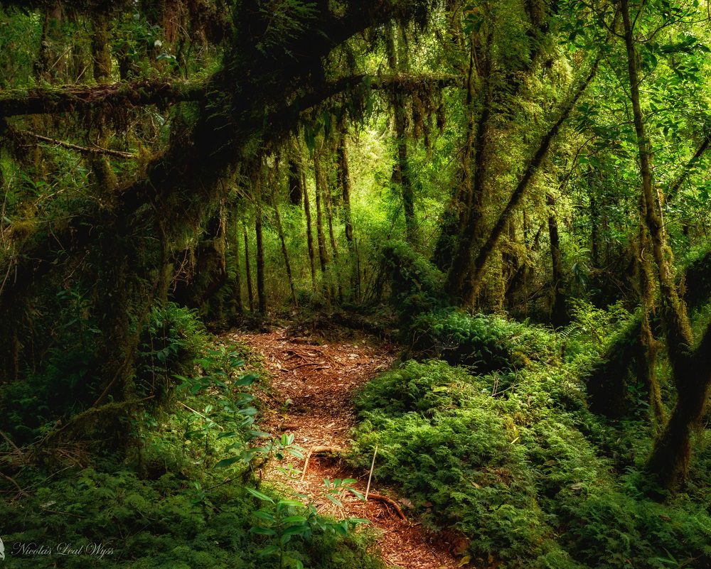 Parque Tantauco: explorando los senderos salvajes de Chiloé