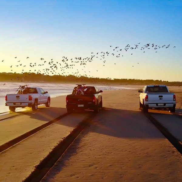 Mantén tu 4×4 fuera de playas y dunas: conoce los daños que genera en ecosistemas y aves playeras