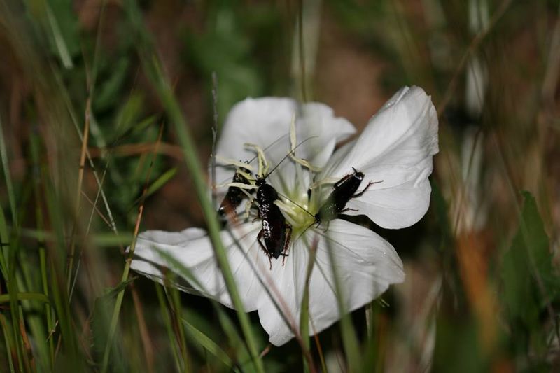 1 Moluchia brevipennis en Oenotthera acaulis – Los Molles Constanza Schapheer