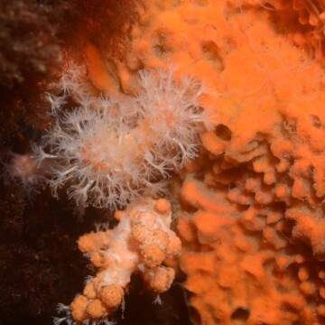 Investigan el impacto del cambio climático en los corales de agua fría
