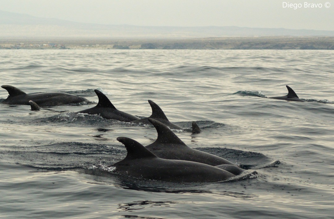 Delfines nariz de botella ©Diego Bravo
