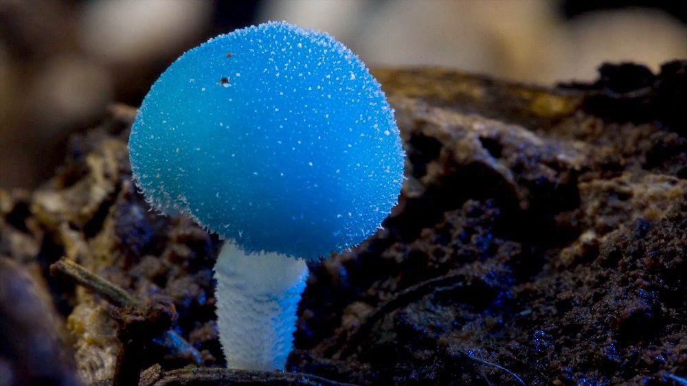 Fantastic Fungi ©Louis Swartzberg