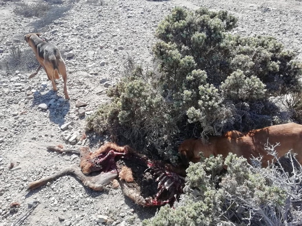 Guanaco atacado por perros en PN Llanos del Challe ©CONAF