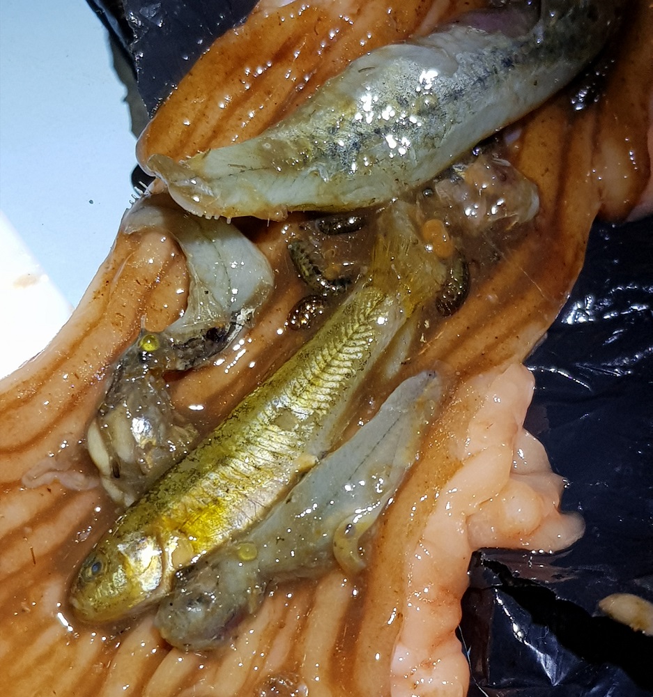 Estomago de trucha con peces Orestias chungarensis en su interior©Invasal