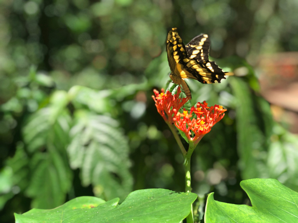 Papilio hectorides @Verónica Droppelmann