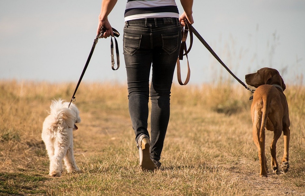 Perros paseando ©Freepics4you | Pixabay