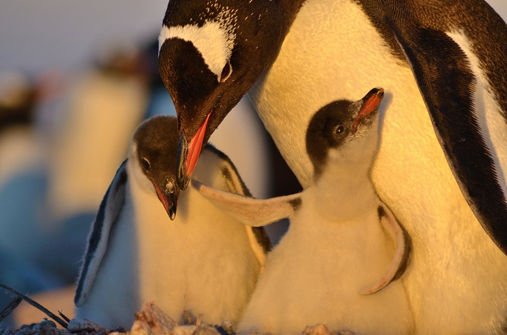 Pingüinos papúa ©Diego Bravo