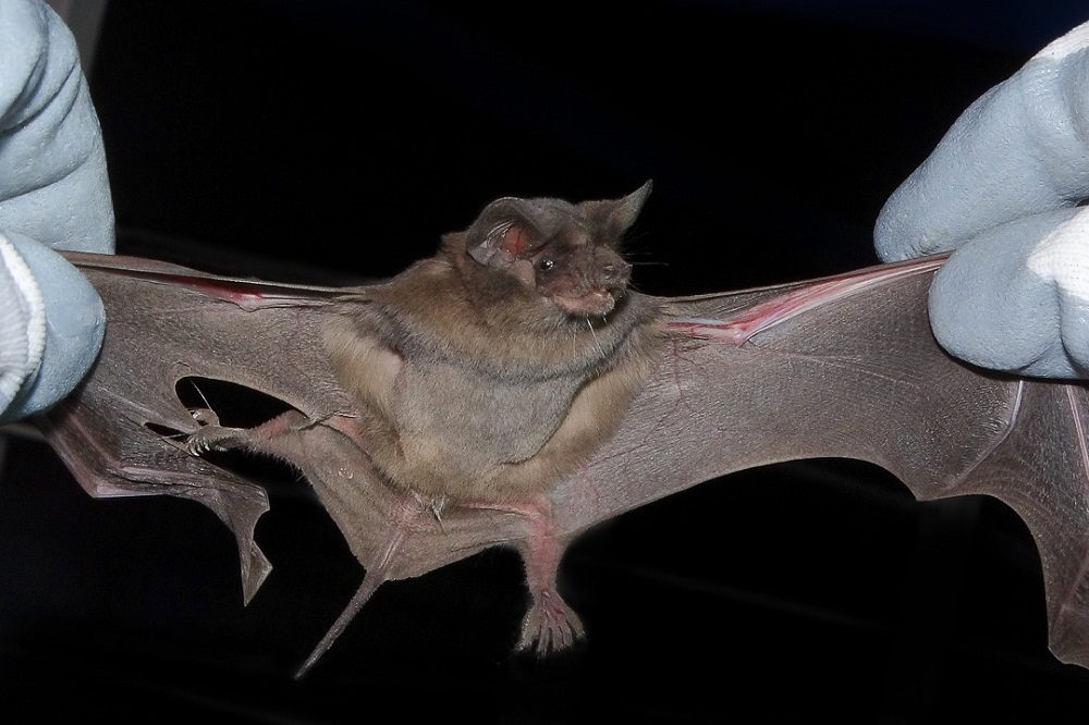Seamos responsables: los murciélagos no son dañinos ni una “plaga”