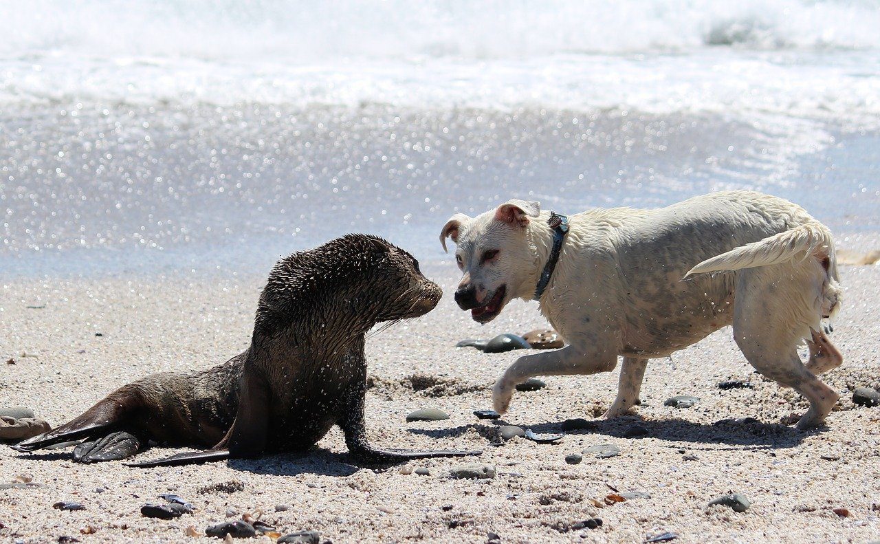 Perros y gatos en casa o bien supervisados para proteger a la fauna nativa en playas y otras áreas naturales