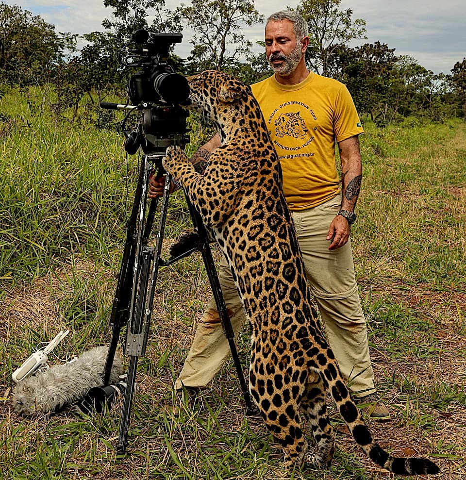 Jaguar con Lawrence Wahba ©Instituto Onça-Pintada