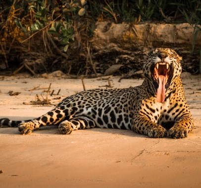 Jaguar ©Lawrence Wahba 1
