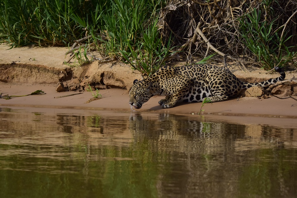 Jaguar en el Pantanal ©Lawrence Wahba 3