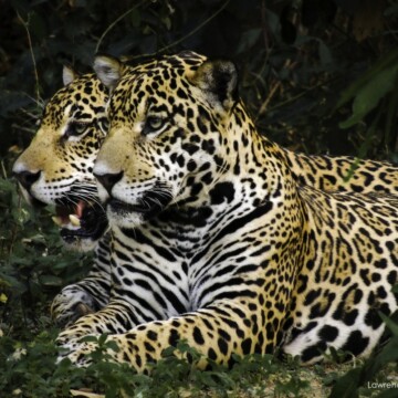 De la caza al turismo del jaguar: los desafíos para proteger al felino más grande del continente en el corazón de Sudamérica
