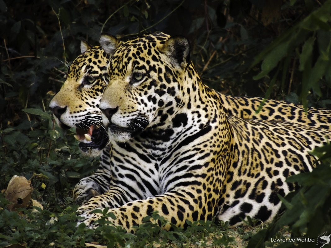 De la caza al turismo del jaguar: los desafíos para proteger al felino más grande del continente en el corazón de Sudamérica