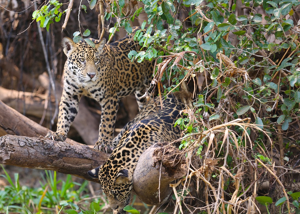 Jaguarland ©Lawrence Wahba 1