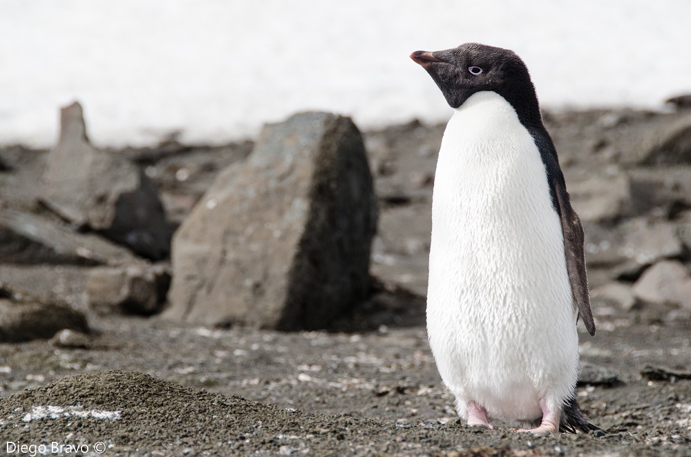 Pingüino Adelia ©Diego Bravo