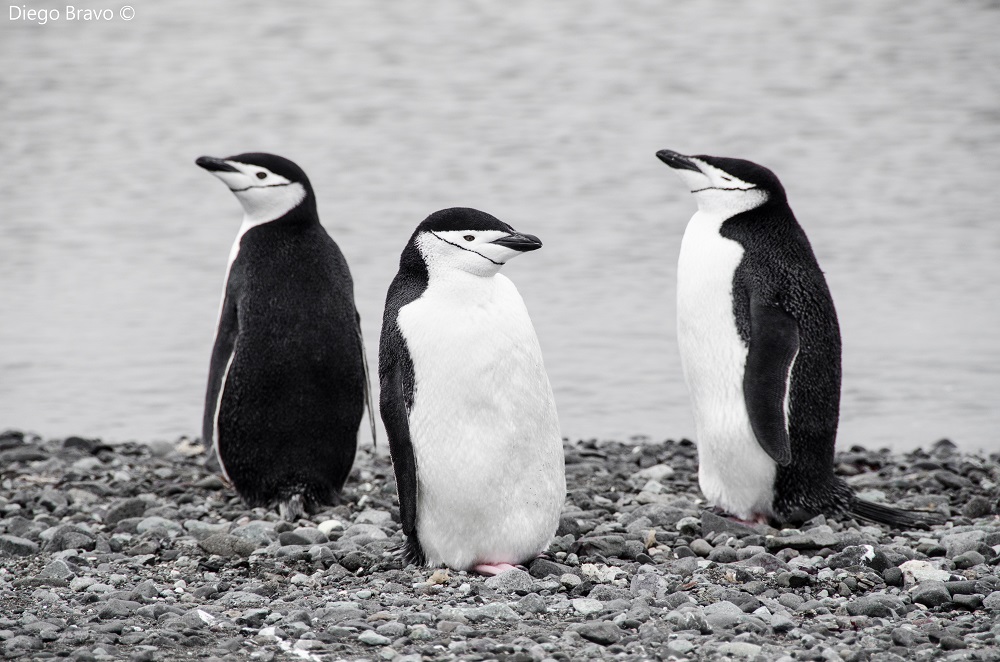 Pingüino barbijo ©Diego Bravo