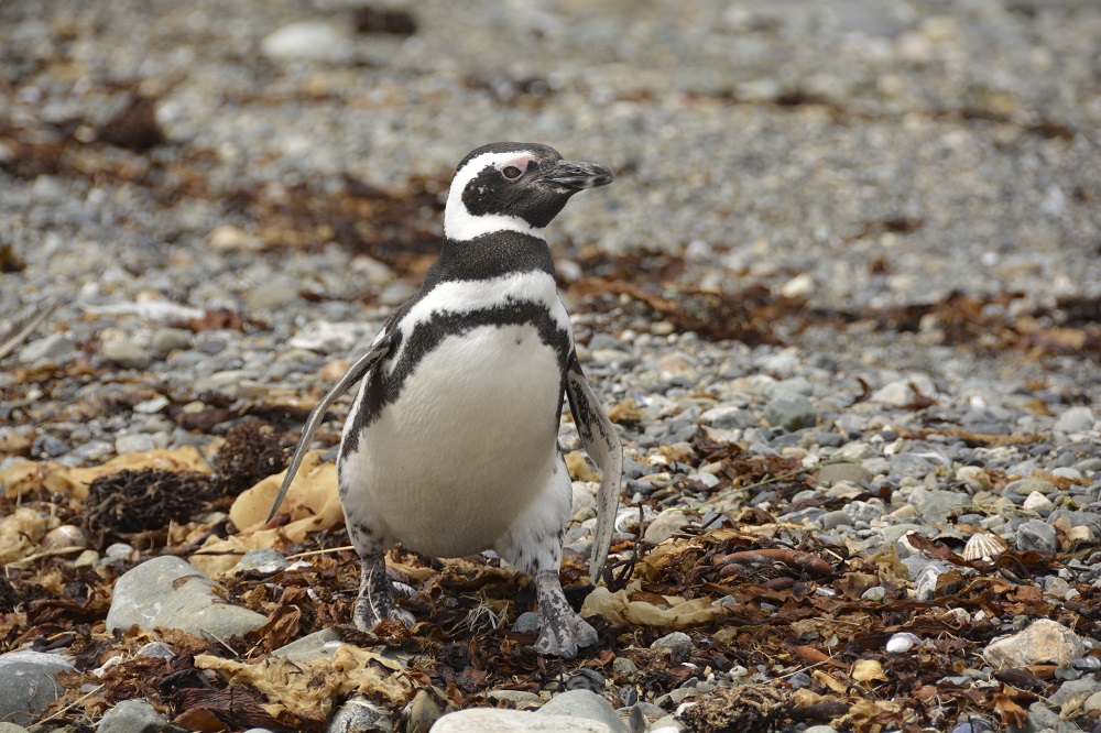 Pingüino de Magallanes ©Paula Díaz Levi