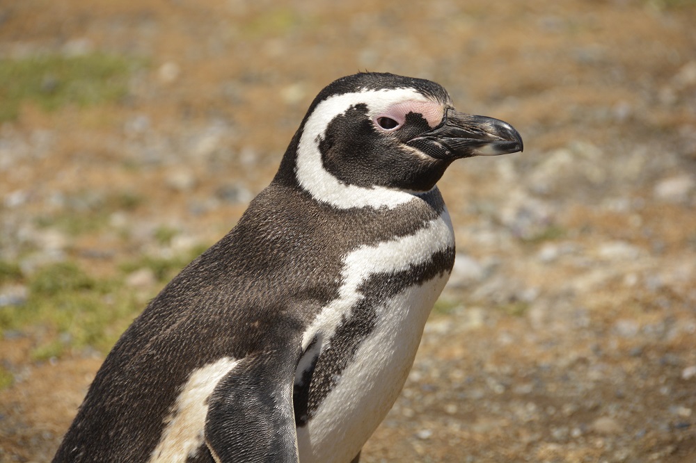 Pingüino de Magallanes ©Paula Díaz Levi (3)