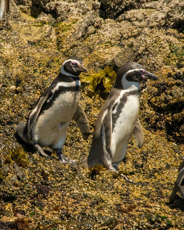 Pingüino de Magallanes y Humboldt juntos ©Paula Díaz Levi