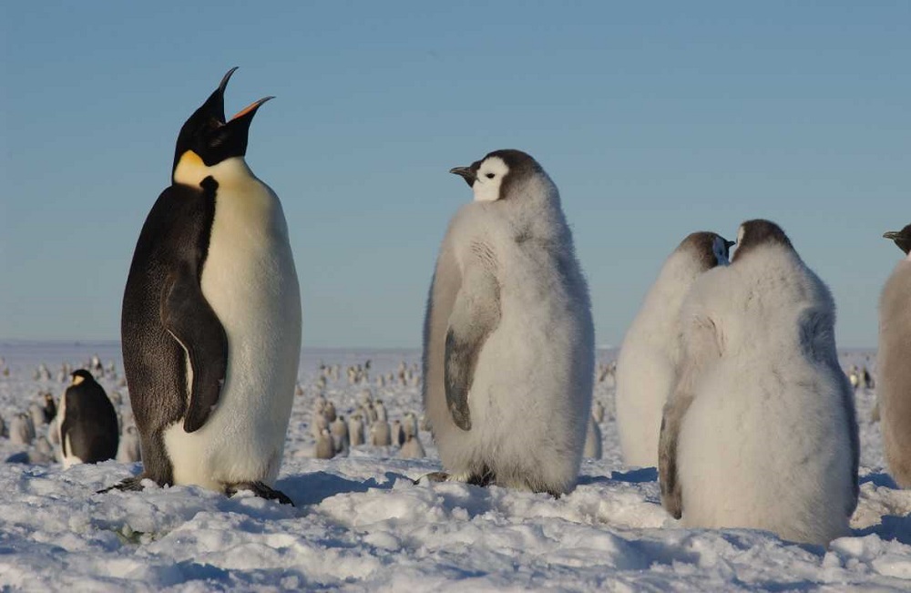 Pinguino emperador ©Hannes Grobe AWI