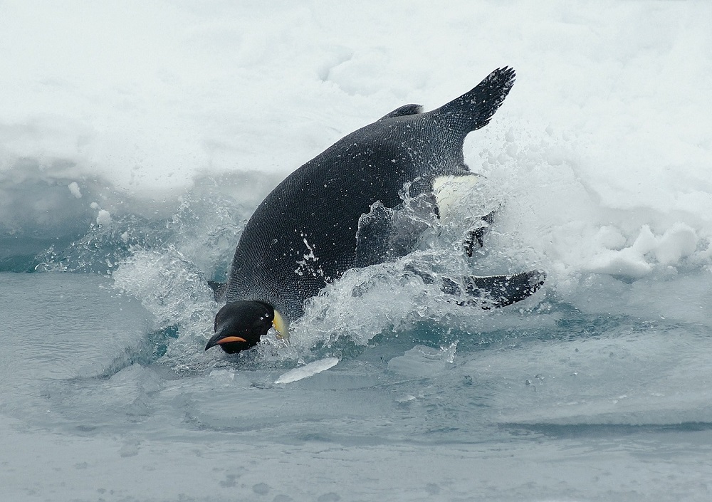 Pingüino emperador ©WikiImages Pixabay