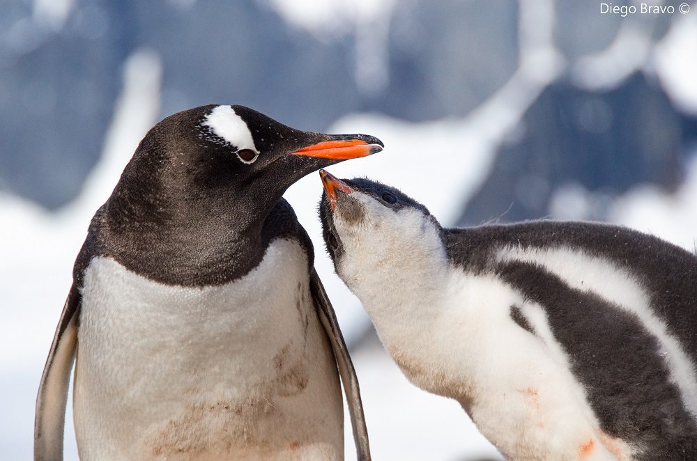 Pingüinos de Chile: los extraordinarios buceadores que «vuelan» en los mares del hemisferio sur