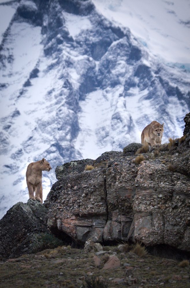 El lado más íntimo de los pumas en el Parque Nacional Torres del Paine