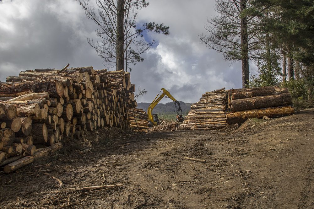 Contraloría declara ilegales planes de manejo de tala de bosque nativo con fines agrícolas aprobados por CONAF desde 2008