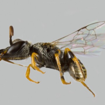 Descubren una nueva especie de abeja chilena en Farellones: fue bautizada en honor a las mujeres en ciencia