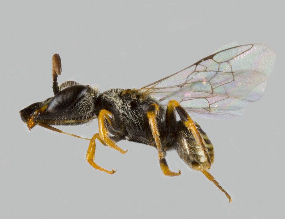 Descubren una nueva especie de abeja chilena en Farellones: fue bautizada en honor a las mujeres en ciencia