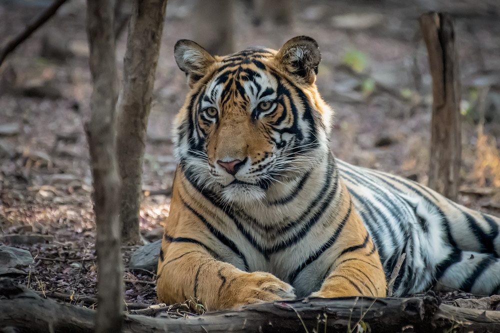 Aventura en India: en busca del tigre de Bengala