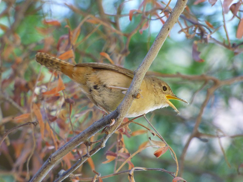 Conviértete en naturalista urbano: aprende sobre aves, bichos y plantas desde tu patio y ventana