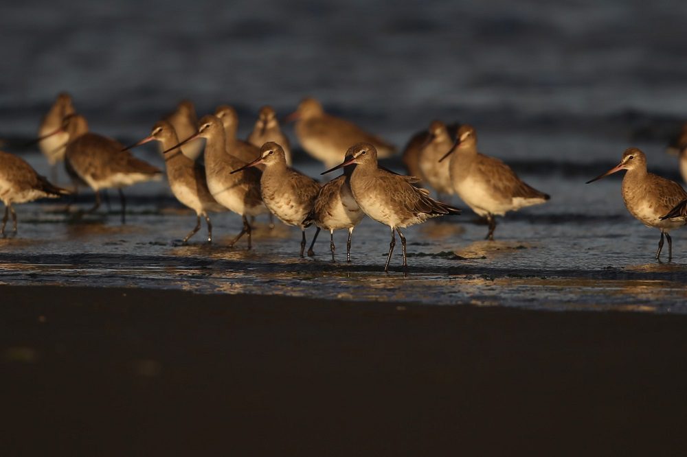 Buscan resguardar a las aves playeras en los humedales de Chamiza, zona de gran relevancia para su ruta migratoria en las Américas