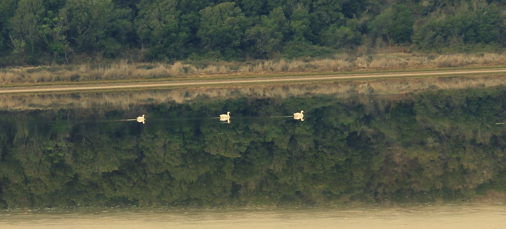 Cisnes coscoroba en lago Matanzas ©Patricio Novoa (2)