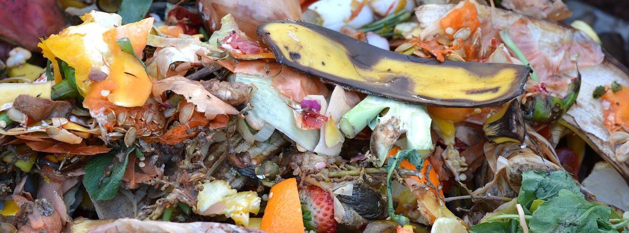 ¿Vermicompostaje o compostaje? Una guía práctica para reciclar tus residuos orgánicos