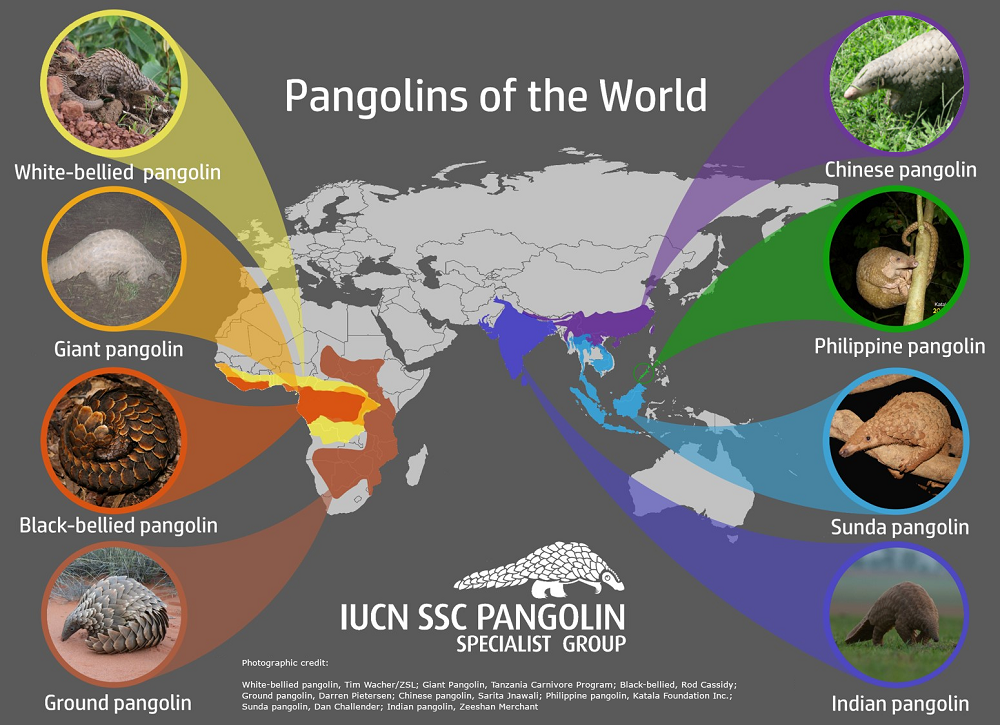 ©IUCN Pangolin Specialist Group