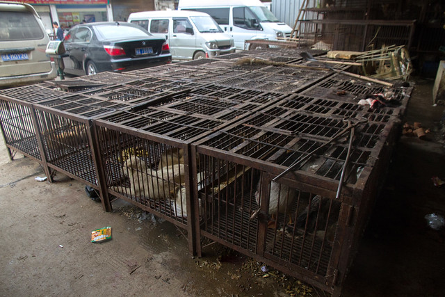 Mercados húmedos de animales (9) ©Igualdad Animal