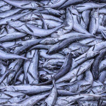 Malas noticias desde el mar: nuevo informe revela que el 67% de las pesquerías se mantienen sobreexplotadas o colapsadas