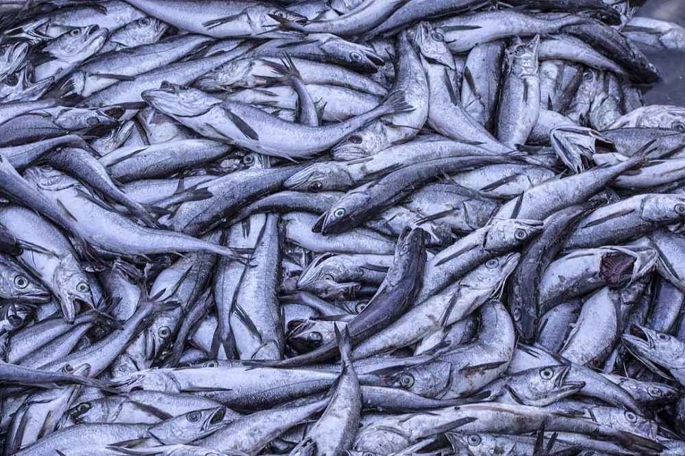 Malas noticias desde el mar: nuevo informe revela que el 67% de las pesquerías se mantienen sobreexplotadas o colapsadas