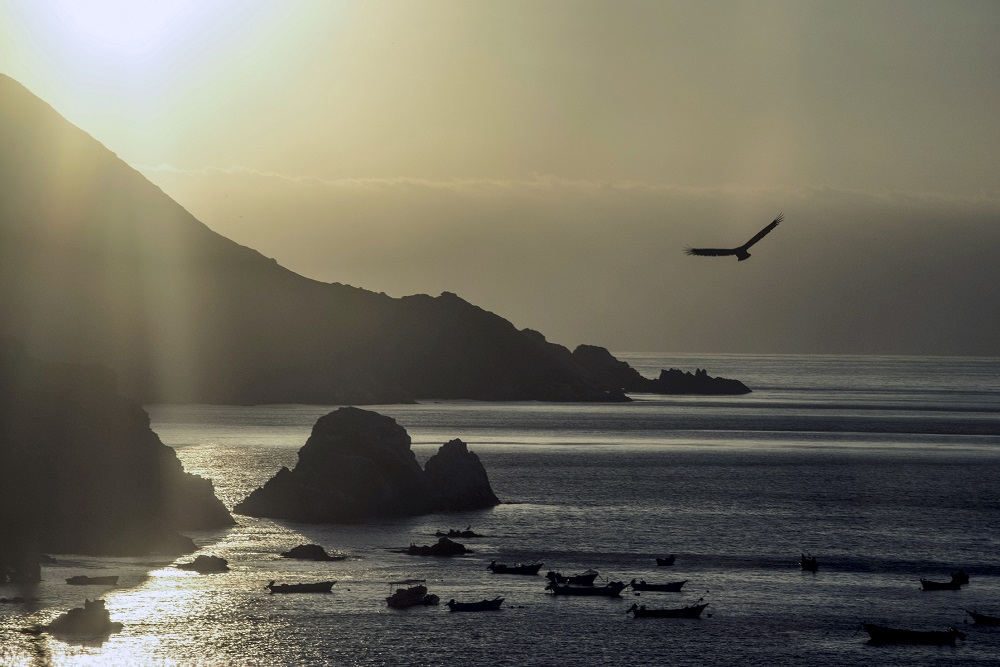Pisagua 16-©Mauricio Altamirano-Oceana Chile