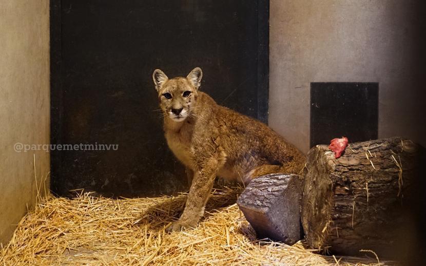 Puma rescatada en Chicureo presenta múltiples lesiones como heridas y fracturas dentales: también tenía un huachi en una de sus extremidades