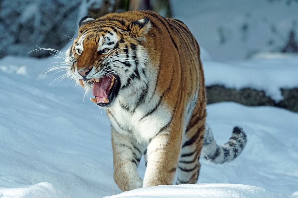 Tigre Marcel Langthim en Pixabay web