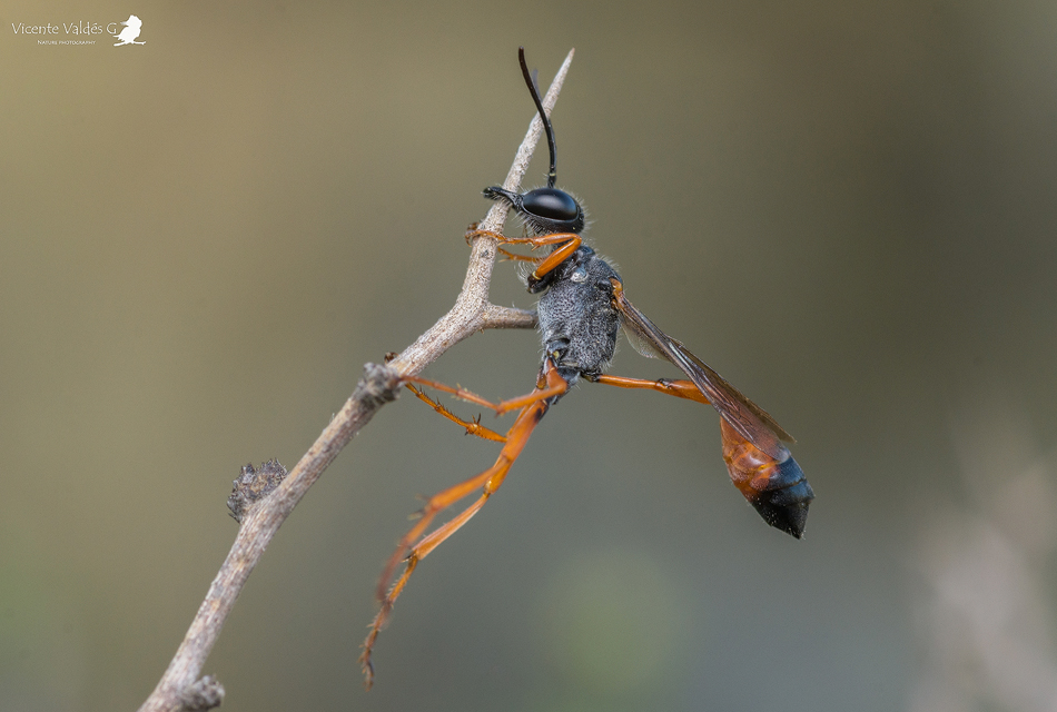 Avispa nativa de Chile Ammophila rufipes ©Vicente Valdés