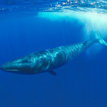 Blue Boat Initiative: «Todos Juntos», la campaña que busca alertar a los chilenos sobre las principales peligros que aquejan a los cetáceos