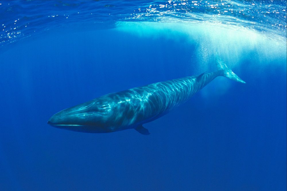 Sei whale, Azores, North Atlantic ©Doug Perrine | WWF