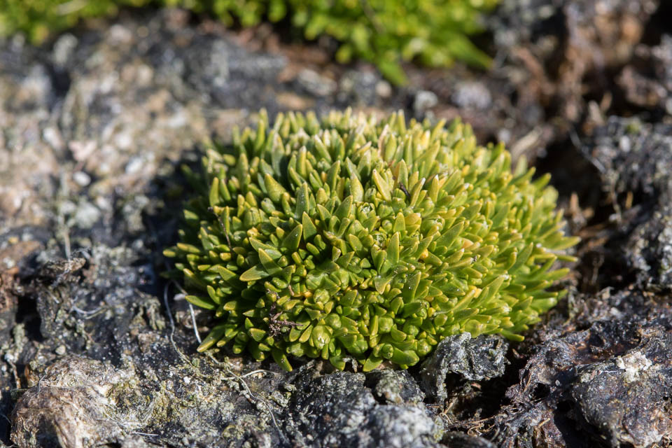 Clavelito antártico (Colobanthus quitensis) (Gentileza Dra. Elisabeth Biersma)
