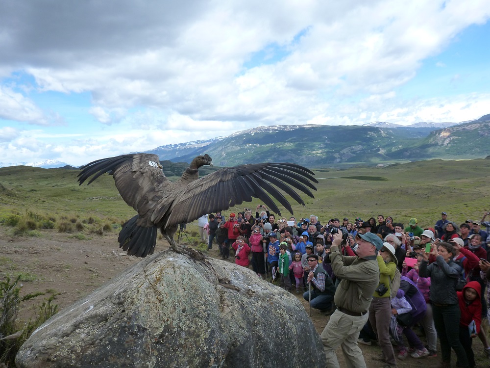 Conservación del Condor y Personas ©Cristián Saucedo