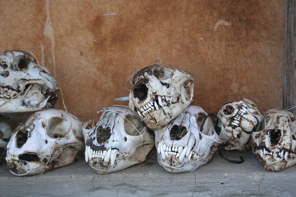 Cráneos de puma1 ©Cristián Saucedo